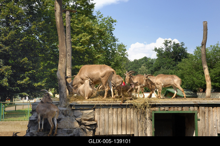 Debrecen, Állat- és Növénykert-stock-foto