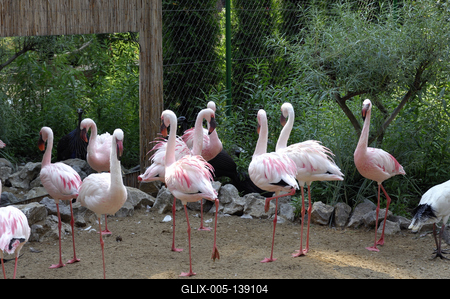 Debrecen, Állat- és Növénykert-stock-foto