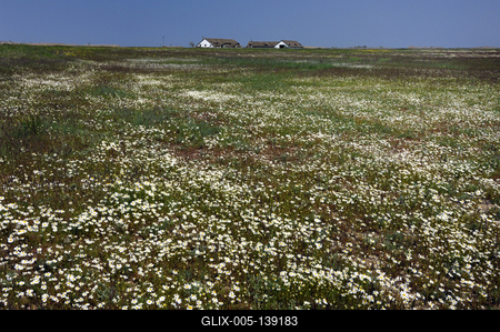 Virágzik a kamilla (orvosi székfű) a Hortobágyon.-stock-foto