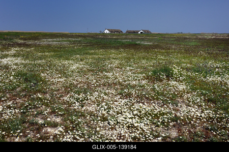 Virágzik a kamilla (orvosi székfű) a Hortobágyon.-stock-foto