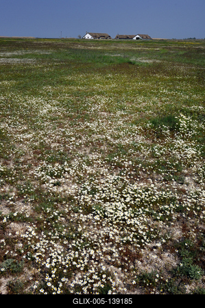 Virágzik a kamilla (orvosi székfű) a Hortobágyon.-stock-foto