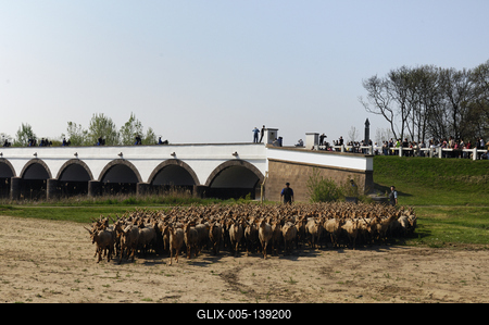 Hortobágy, magyar racka juhok a Kilenclyukú hídnál-stock-foto