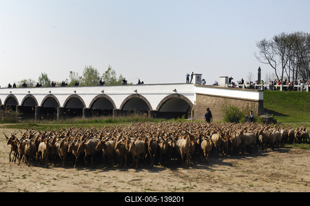 Hortobágy, magyar racka juhok a Kilenclyukú hídnál-stock-foto