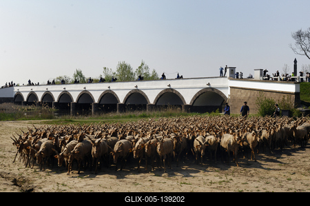 Hortobágy, magyar racka juhok a Kilenclyukú hídnál-stock-foto