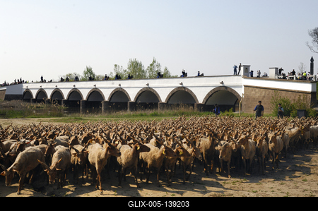 Hortobágy, magyar racka juhok a Kilenclyukú hídnál-stock-foto