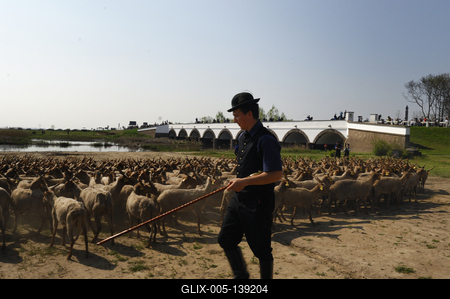 Hortobágy, magyar racka juhok a Kilenclyukú hídnál-stock-foto