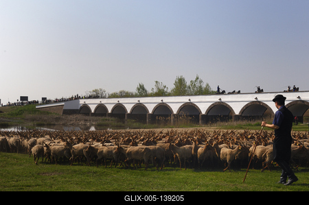 Hortobágy, magyar racka juhok a Kilenclyukú hídnál-stock-foto