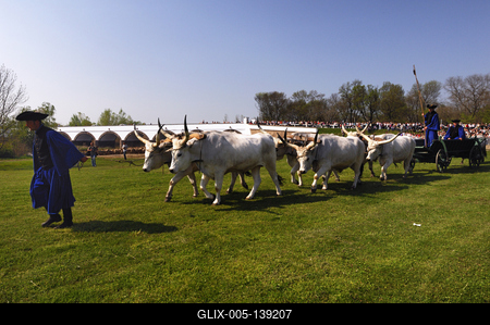 Hortobágy, hat ökrös szekér a Kilenclyukú hídnál-stock-foto