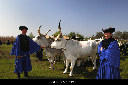 Hortobágy, hat ökrös szekér-stock-foto