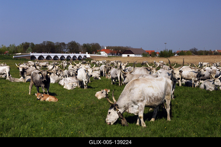 Hortobágy, magyar szürkemarha gulya a Kilenclyukú hídnál-stock-foto