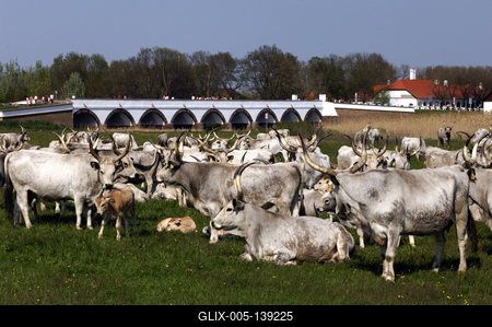 Hortobágy, magyar szürkemarha gulya a Kilenclyukú hídnál-stock-foto