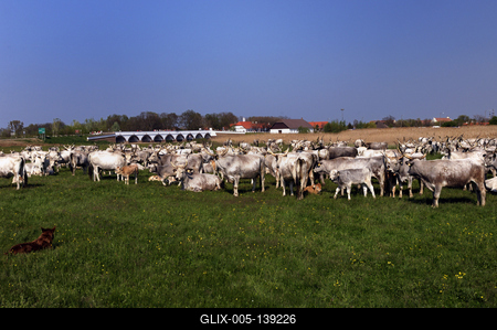Hortobágy, magyar szürkemarha gulya a Kilenclyukú hídnál-stock-foto