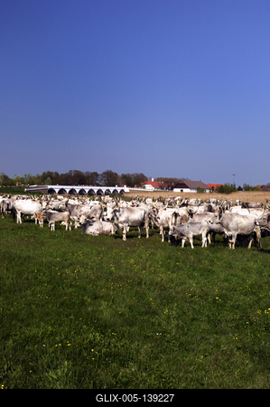 Hortobágy, magyar szürkemarha gulya a Kilenclyukú hídnál-stock-foto