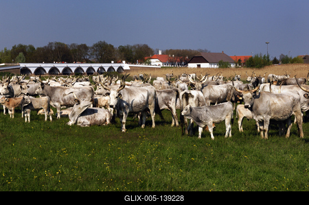 Hortobágy, magyar szürkemarha gulya a Kilenclyukú hídnál-stock-foto