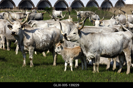 Hortobágy, magyar szürkemarha gulya a Kilenclyukú hídnál-stock-foto