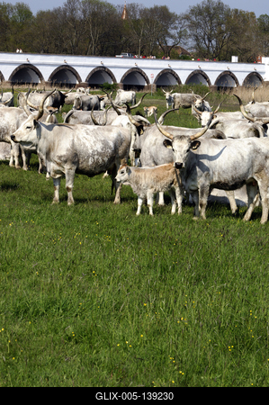 Hortobágy, magyar szürkemarha gulya a Kilenclyukú hídnál-stock-foto