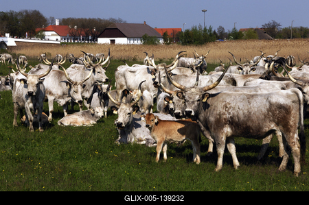 Magyar szürkemarha gulya Hortobágyon-stock-foto