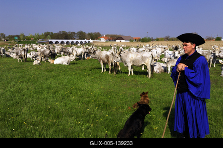 Hortobágy, magyar szürkemarha gulya a Kilenclyukú hídnál-stock-foto