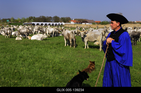 Hortobágy, magyar szürkemarha gulya a Kilenclyukú hídnál-stock-foto