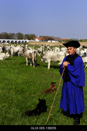 Hortobágy, magyar szürkemarha gulya a Kilenclyukú hídnál-stock-foto