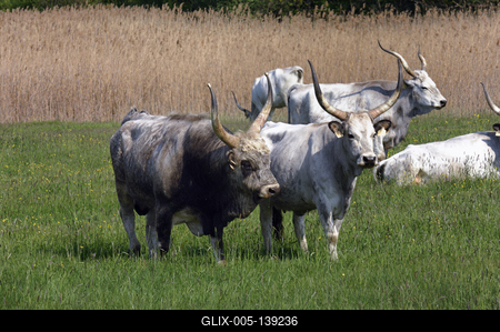 Magyar szürkemarha gulya Hortobágyon-stock-foto