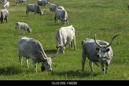 Magyar szürkemarha gulya Hortobágyon-stock-foto