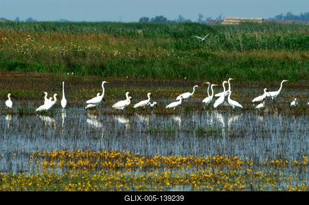Vizes élőhely a Hortobágyon-stock-foto
