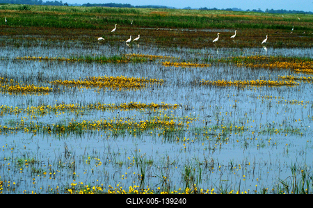 Vizes élőhely a Hortobágyon-stock-foto