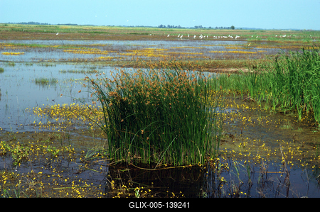 Vizes élőhely a Hortobágyon-stock-foto