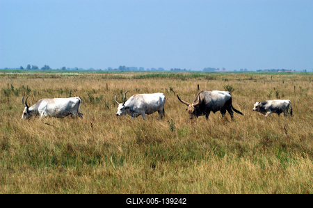 Magyar szürkemarha gulya Hortobágyon-stock-foto