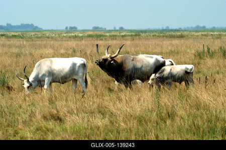 Magyar szürkemarha gulya Hortobágyon-stock-foto