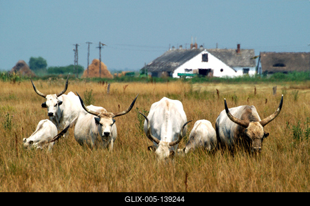 Magyar szürkemarha gulya Hortobágyon-stock-foto