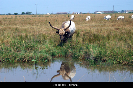 Magyar szürkemarha gulya Hortobágyon-stock-foto