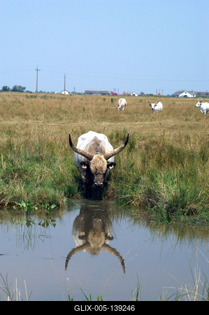 Magyar szürkemarha gulya Hortobágyon-stock-foto