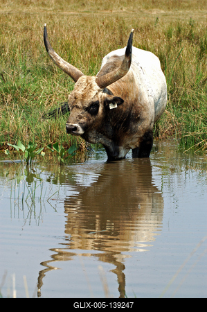 Magyar szürkemarha Hortobágyon-stock-foto