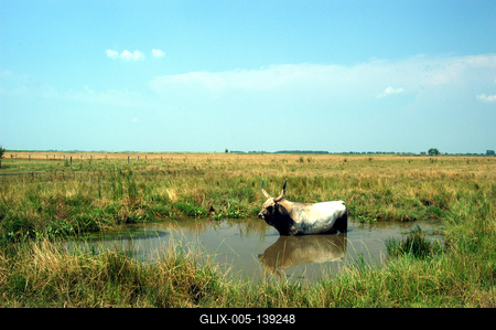 Magyar szürkemarha Hortobágyon-stock-foto