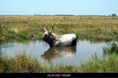 Magyar szürkemarha Hortobágyon-stock-foto