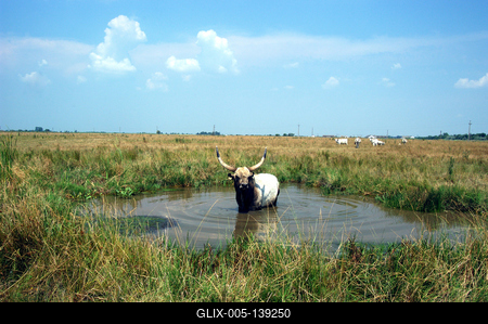 Magyar szürkemarha gulya Hortobágyon-stock-foto