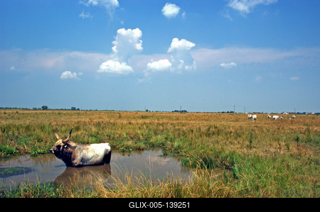 Magyar szürkemarha gulya Hortobágyon-stock-foto