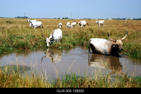 Magyar szürkemarha gulya Hortobágyon-stock-foto