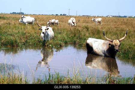 Magyar szürkemarha gulya Hortobágyon-stock-foto