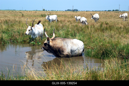 Magyar szürkemarha gulya Hortobágyon-stock-foto