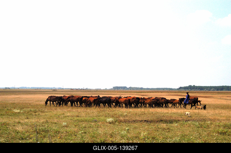 Hortobágyi ménes-stock-foto