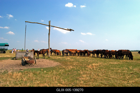 Hortobágyi ménes-stock-foto