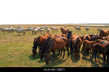 Hortobágyi ménes-stock-foto