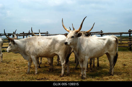 Magyar szürkemarha gulya Hortobágyon-stock-foto