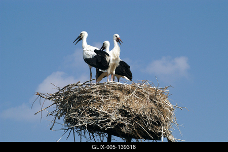 Gólyafészek a Hortobágyon-stock-foto