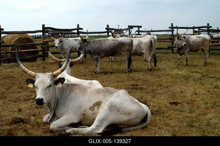 Magyar szürkemarha gulya Hortobágyon-stock-foto