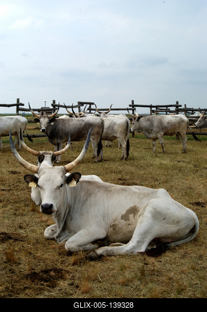 Magyar szürkemarha gulya Hortobágyon-stock-foto