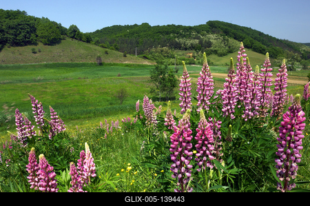 Virágmező Kissikátor határában-stock-foto
